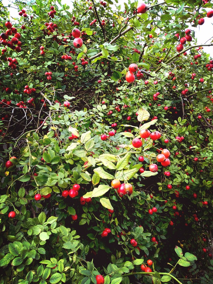 Rose hip