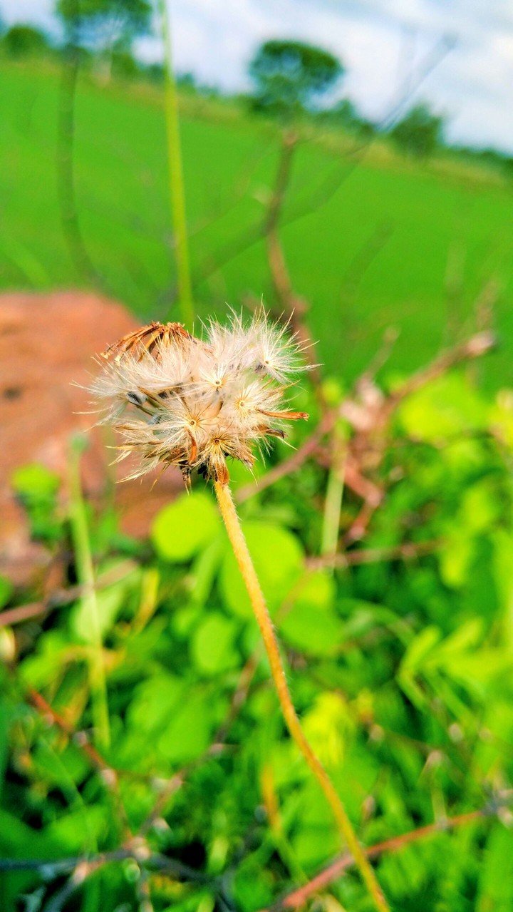 White rays on green grass