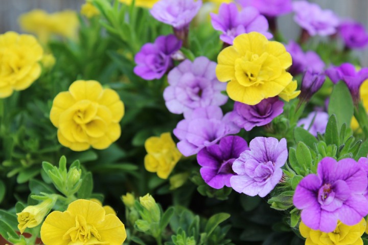 flower