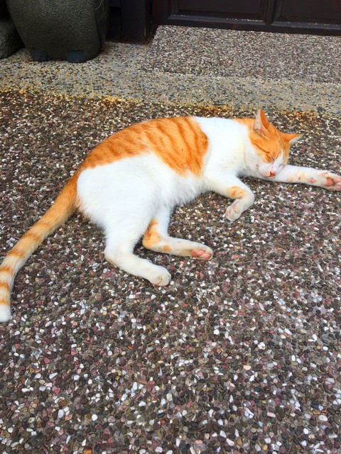 whiskers, fur háttérképek