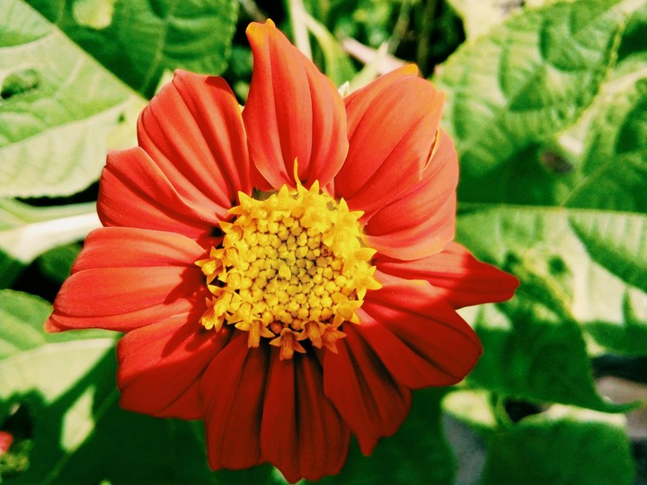flower