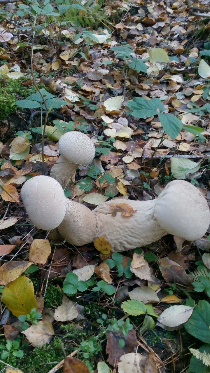 autumn in the forest
