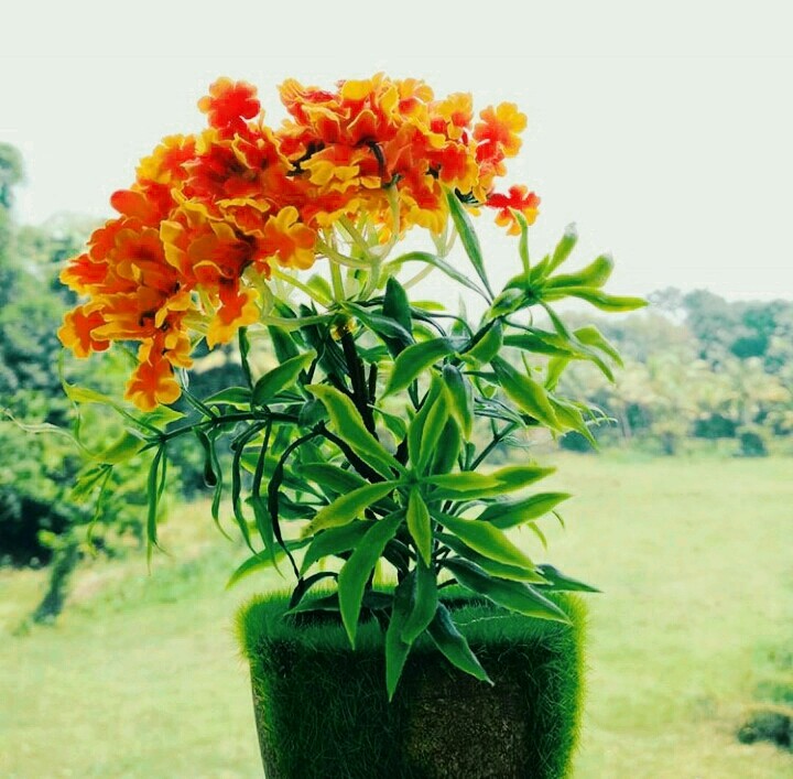 red flower