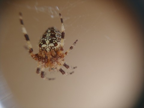 spider