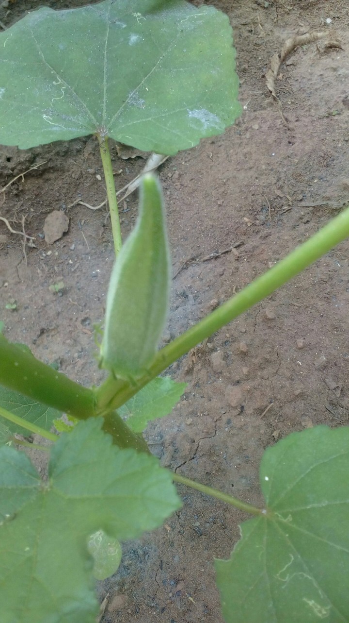 first ladies finger in my garden