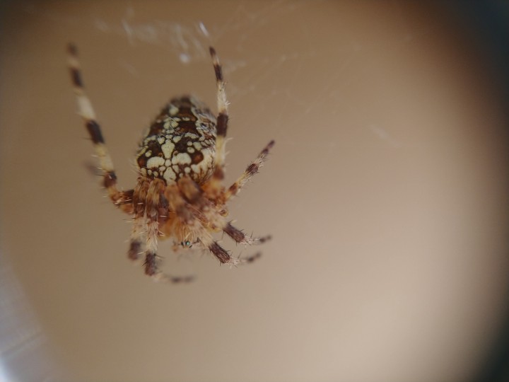 spider