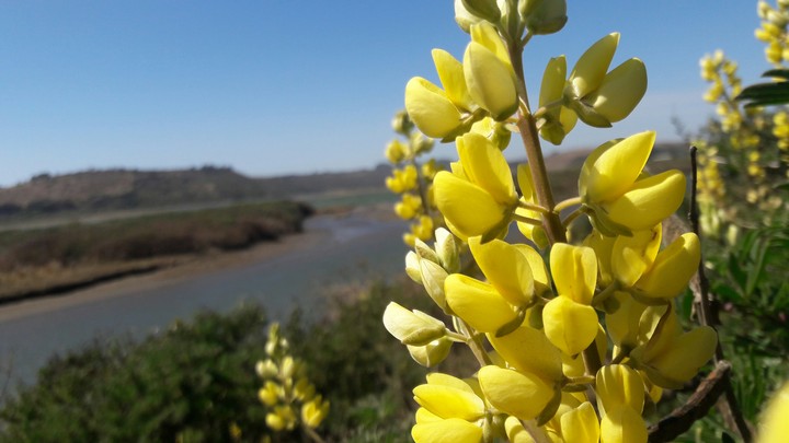 Spring flowers