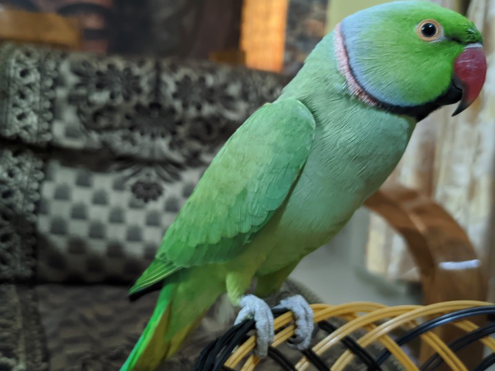 Parrot