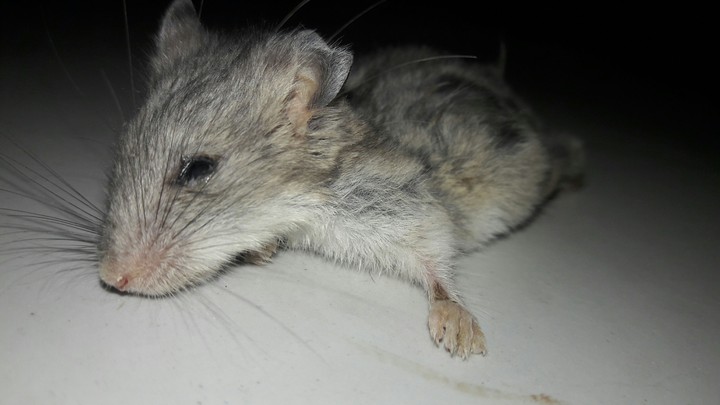 mouse
