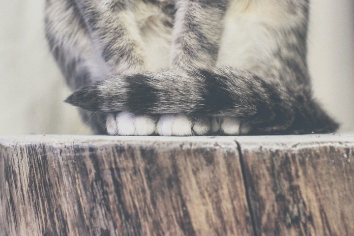 my cat