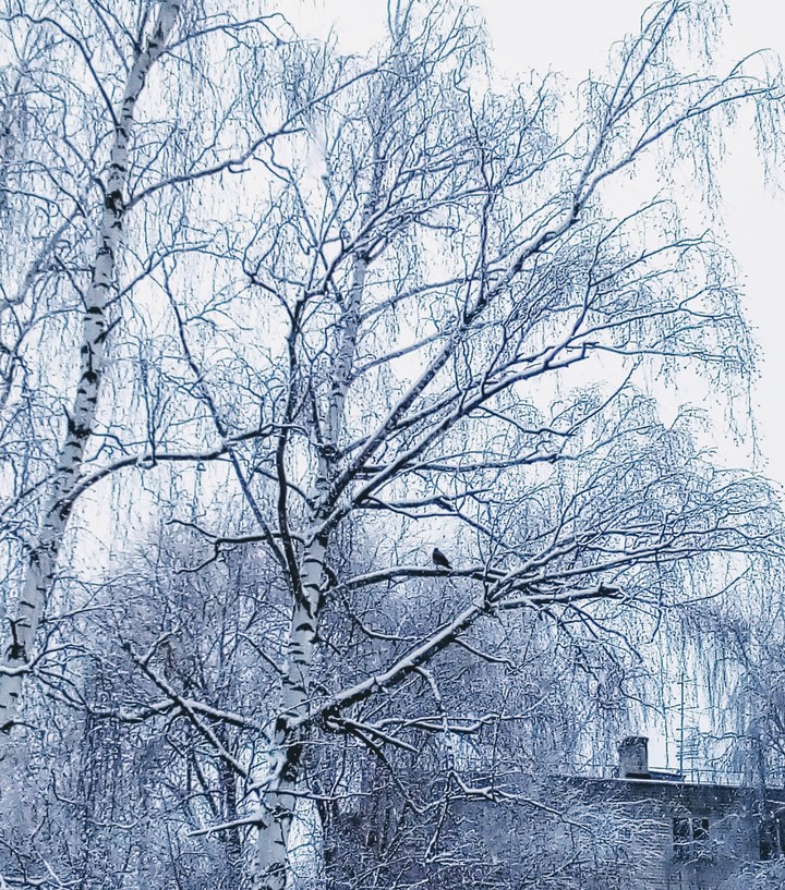 ворона