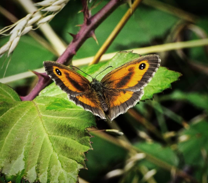 papillon