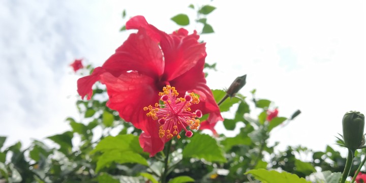 Red flower