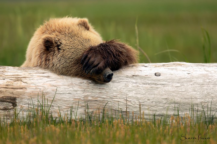 someone is feeling shy...