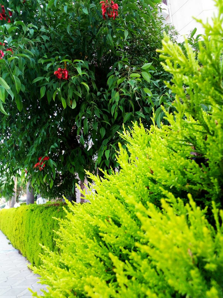 Bushes