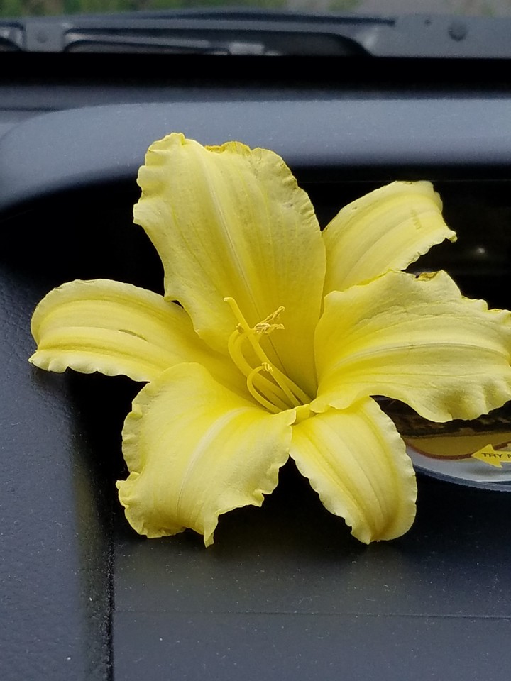 stella de or. Lilly