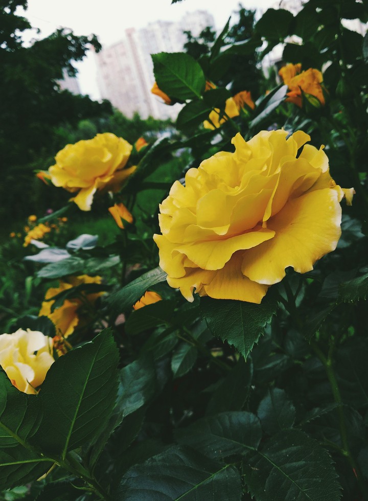 yellow tea rose