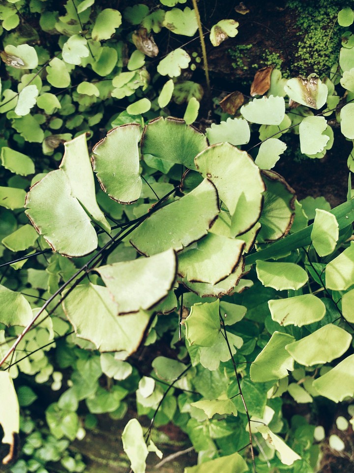 A little green for the mind