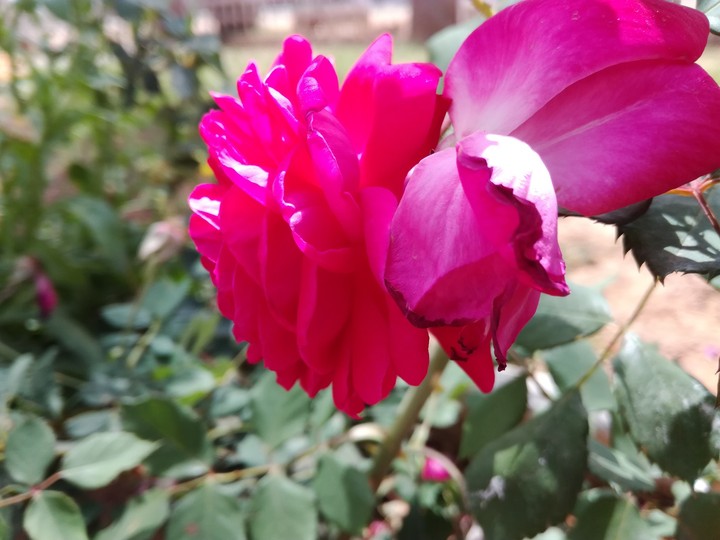 flower