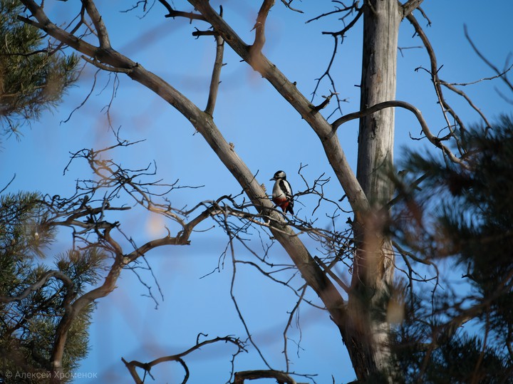 woodpecker