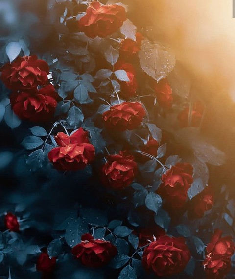 sfondi rose, Water