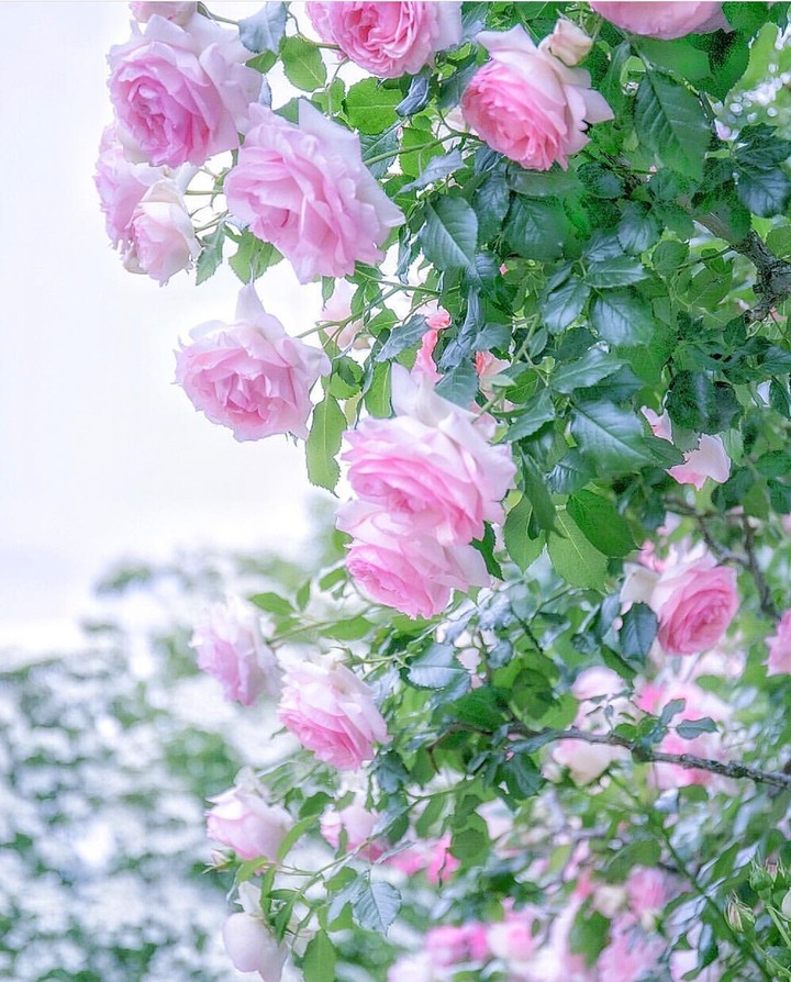 Roses