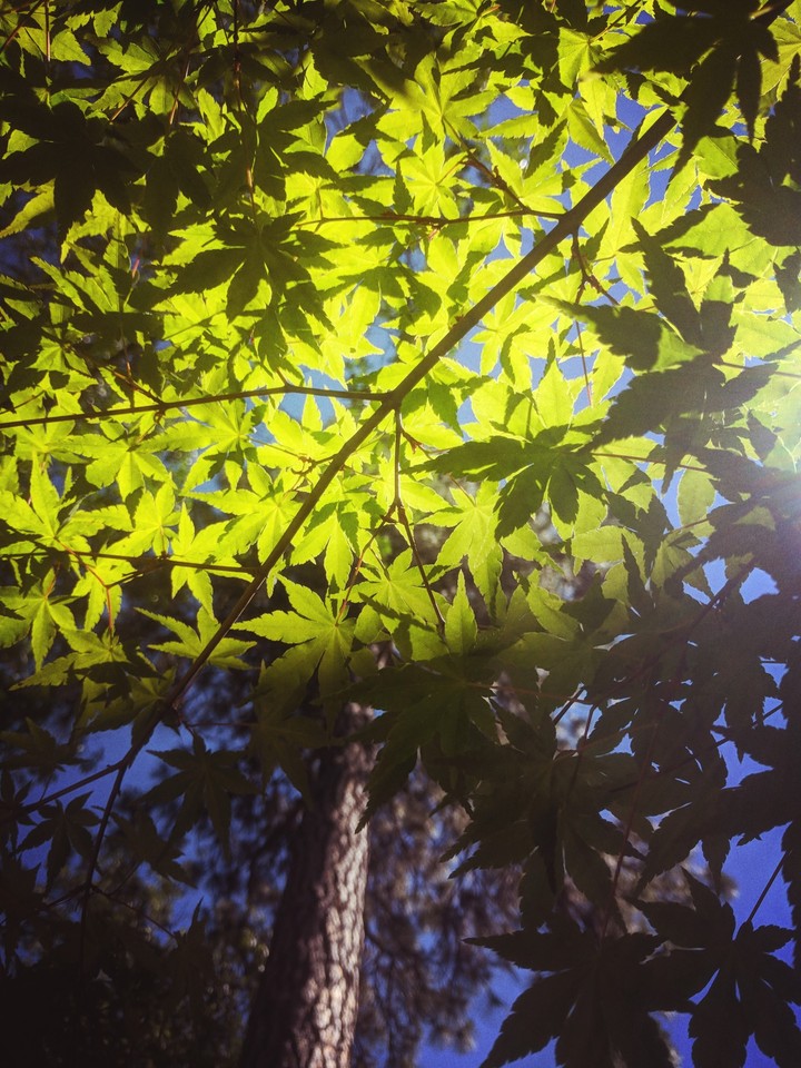 nature