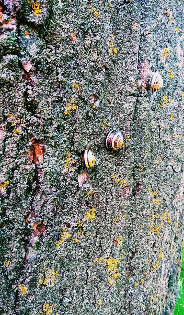 snails on the tree