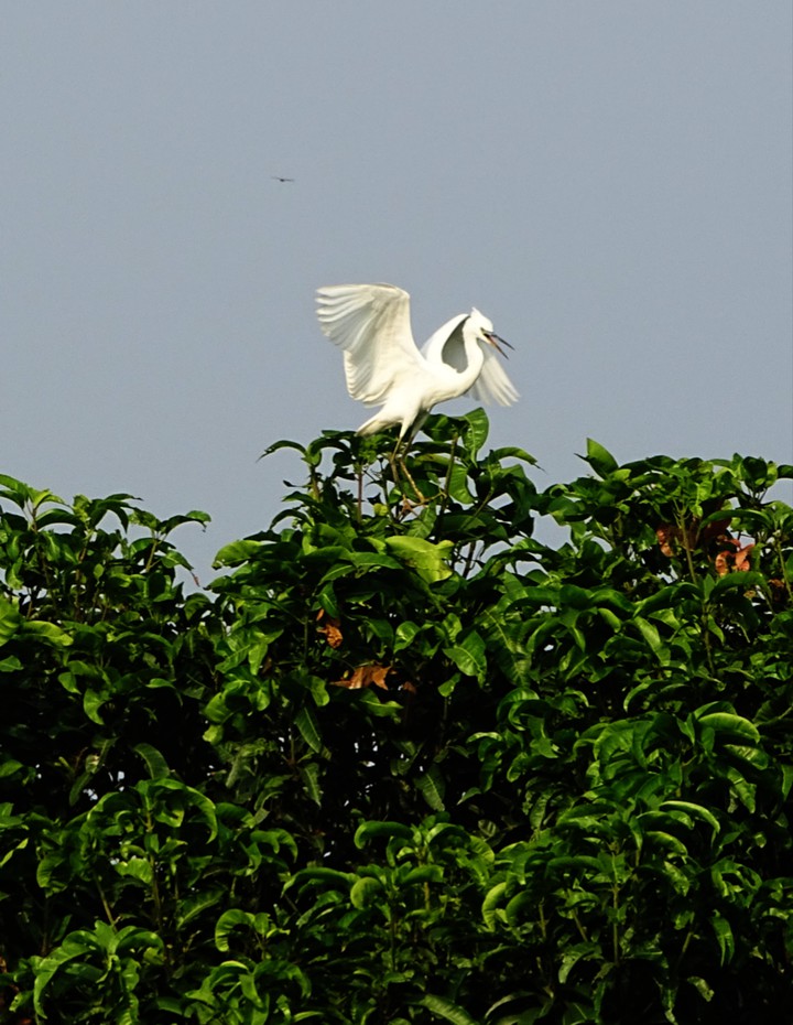 Heron (বক)