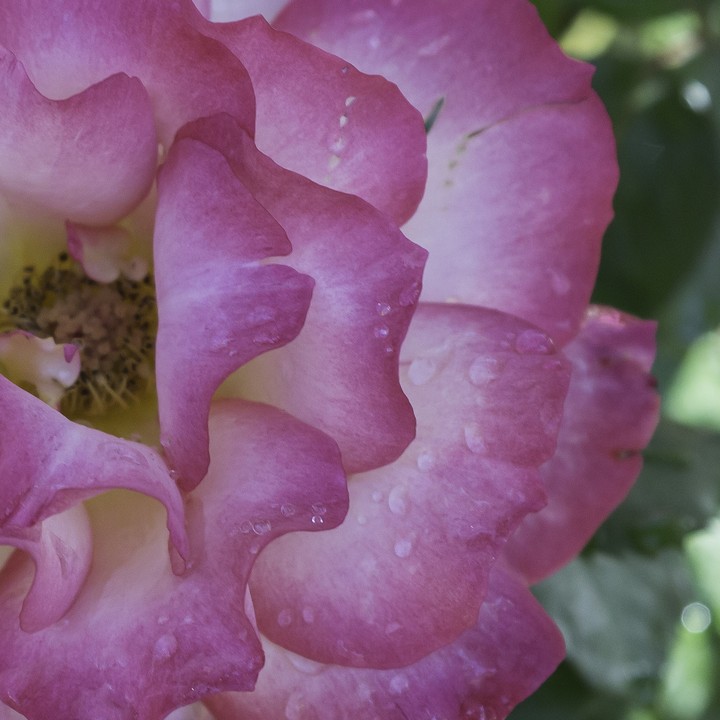 rose