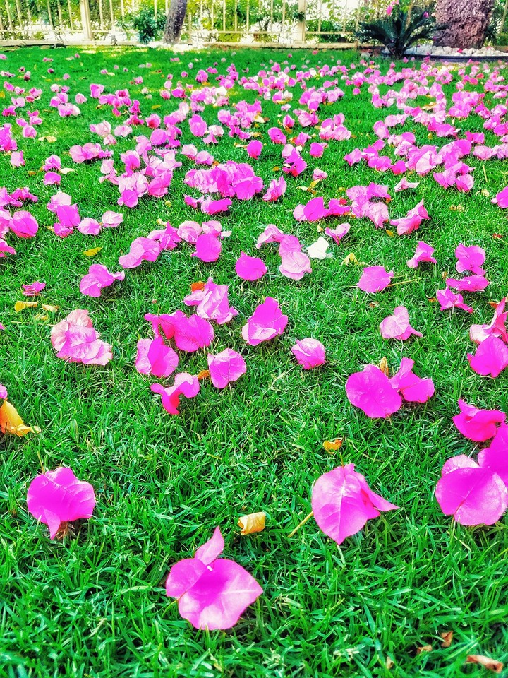 green & rose