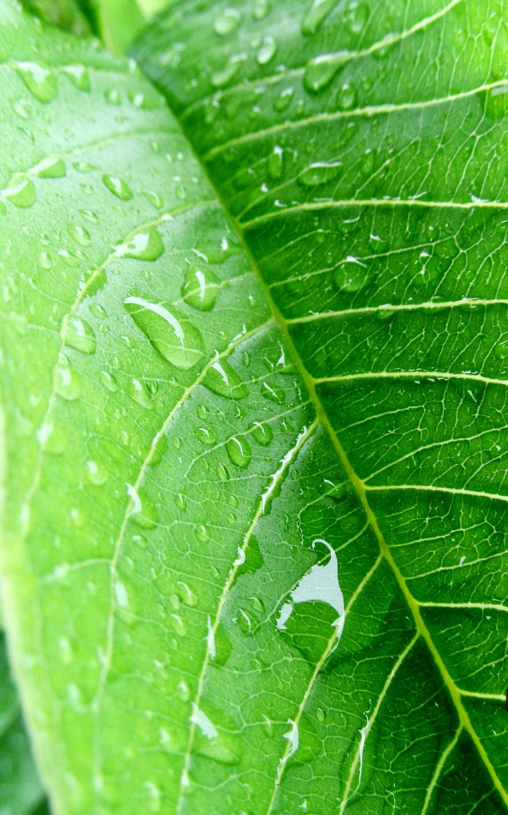 Rain drops