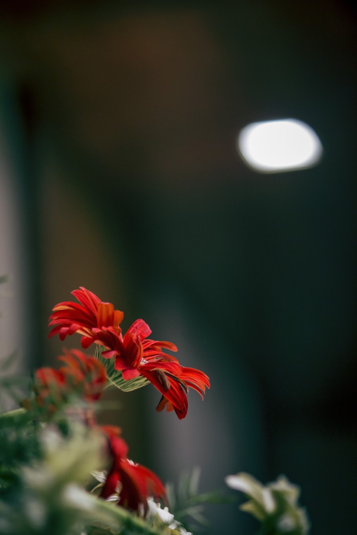 that beautiful flower attracted me..