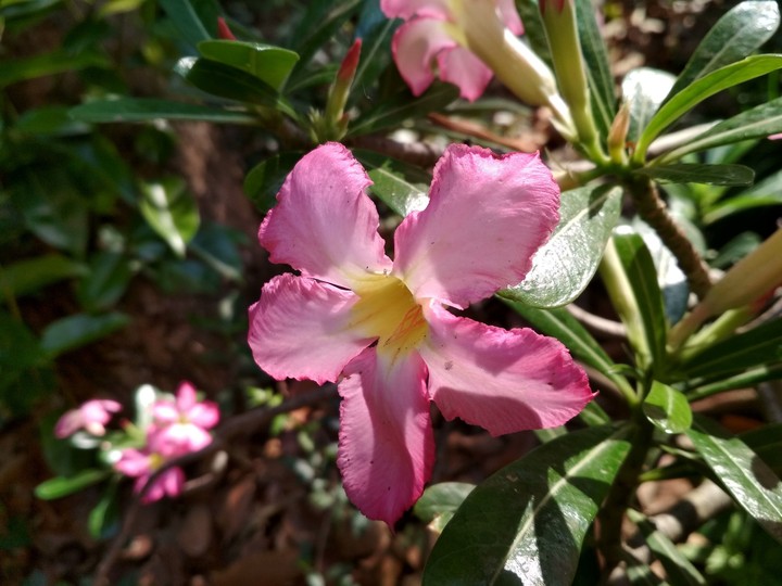 flowers