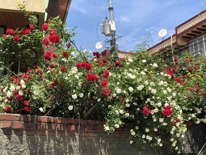 Rose