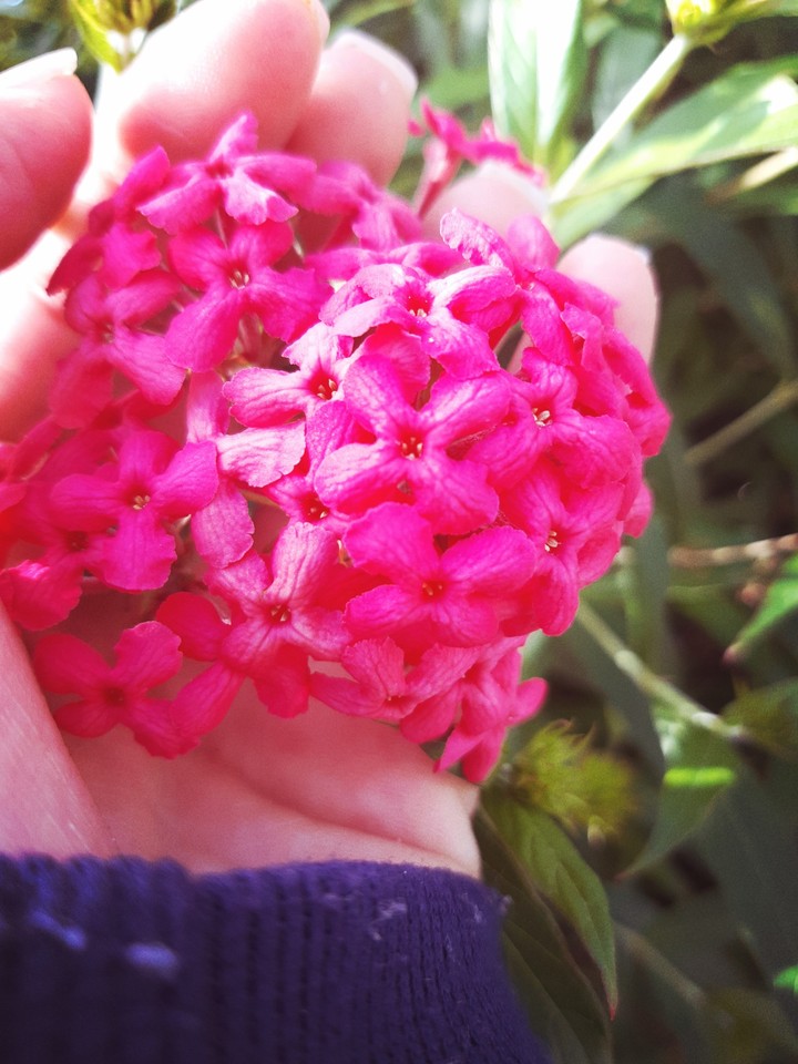 flores