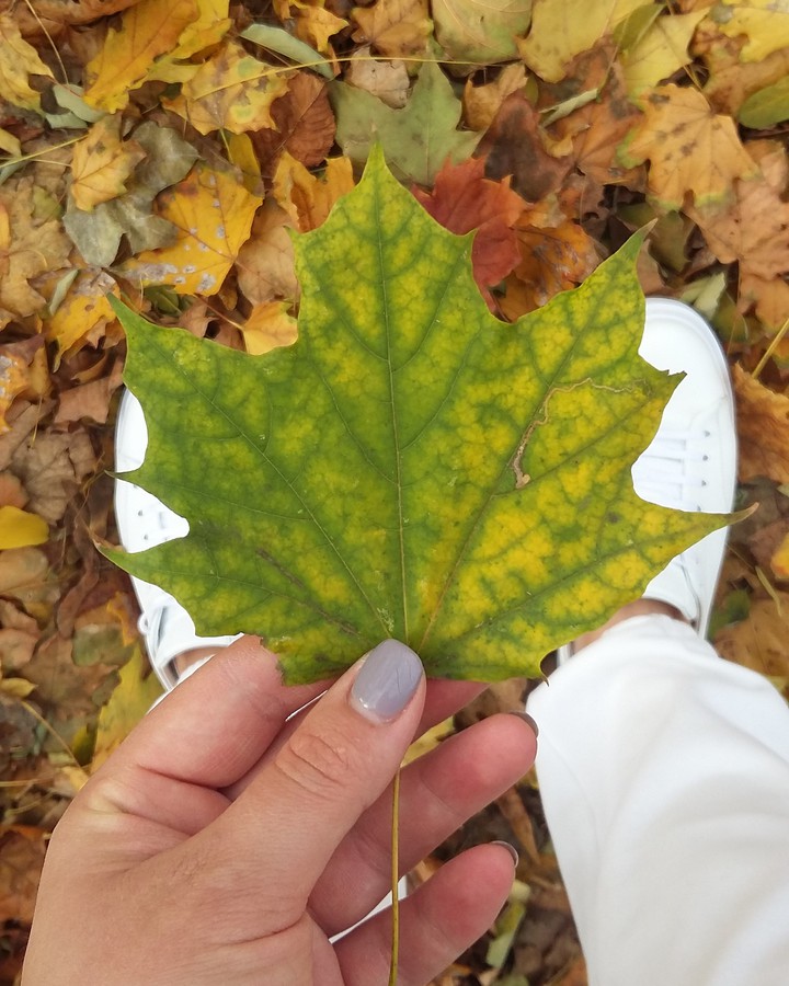 autumn