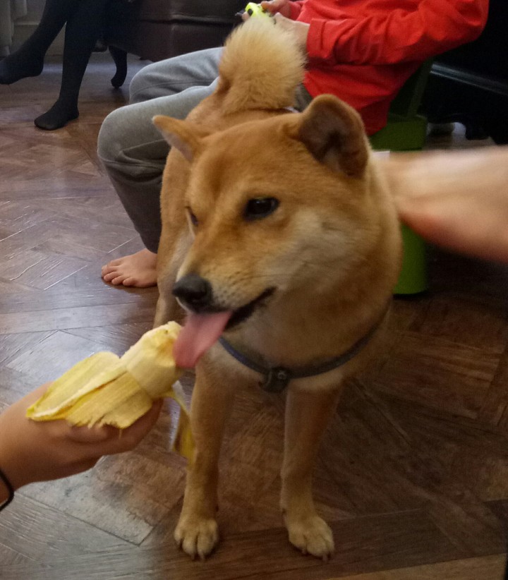 吃香蕉的柴犬2