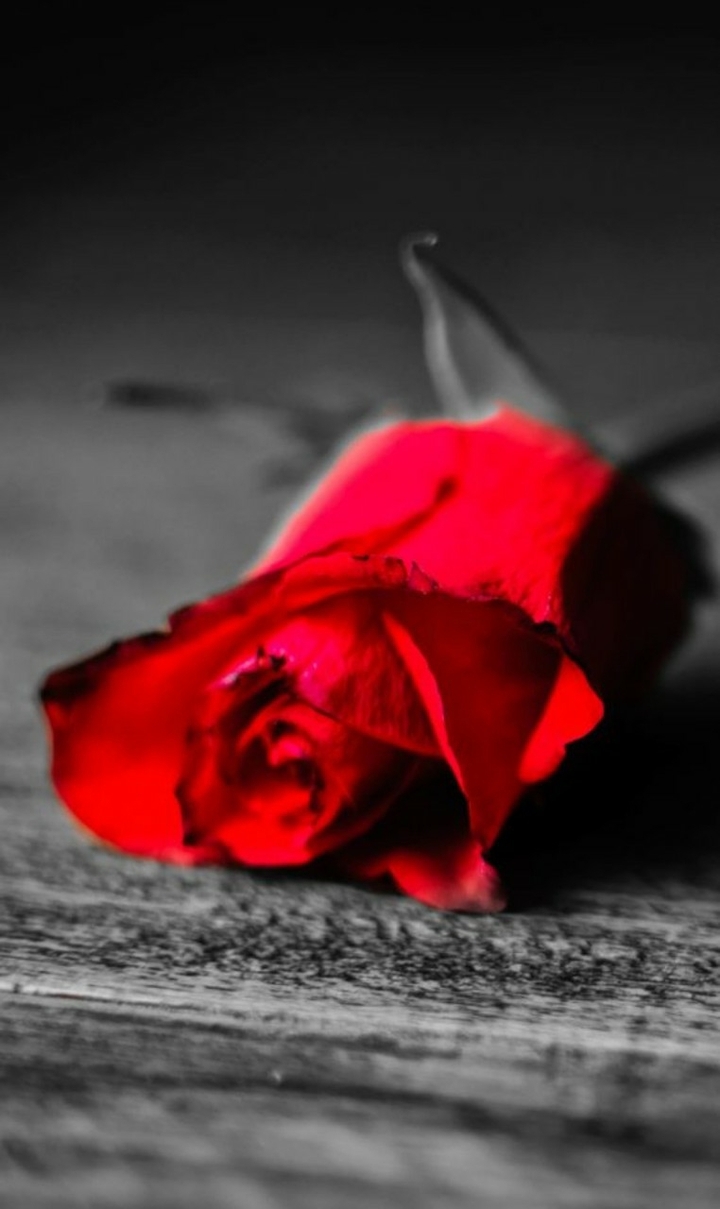 love