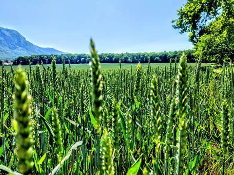 Green Field