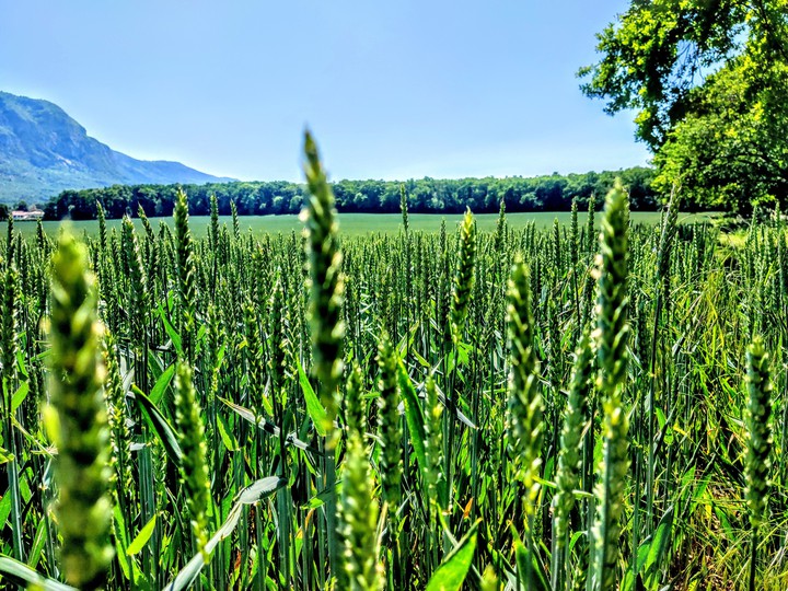 Green Field