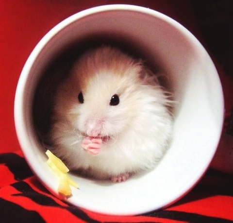 Hamster In A Cup