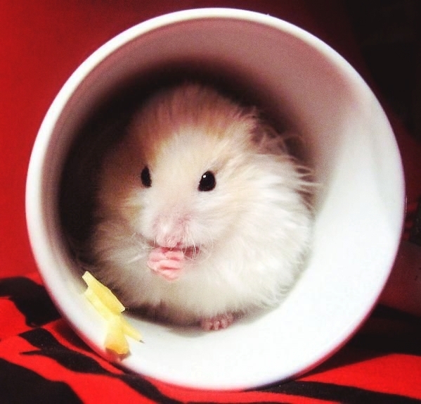 Hamster In A Cup
