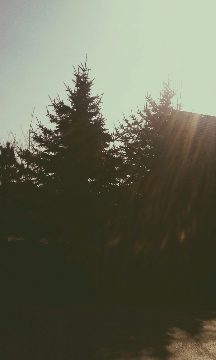#tree #winter->#spring #poland # school