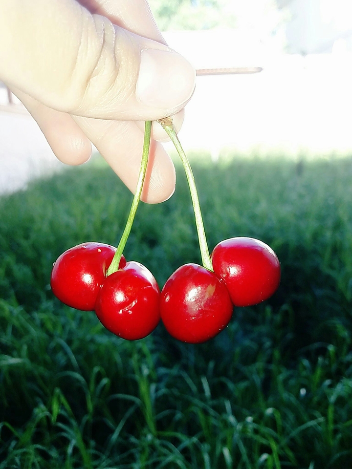 chery