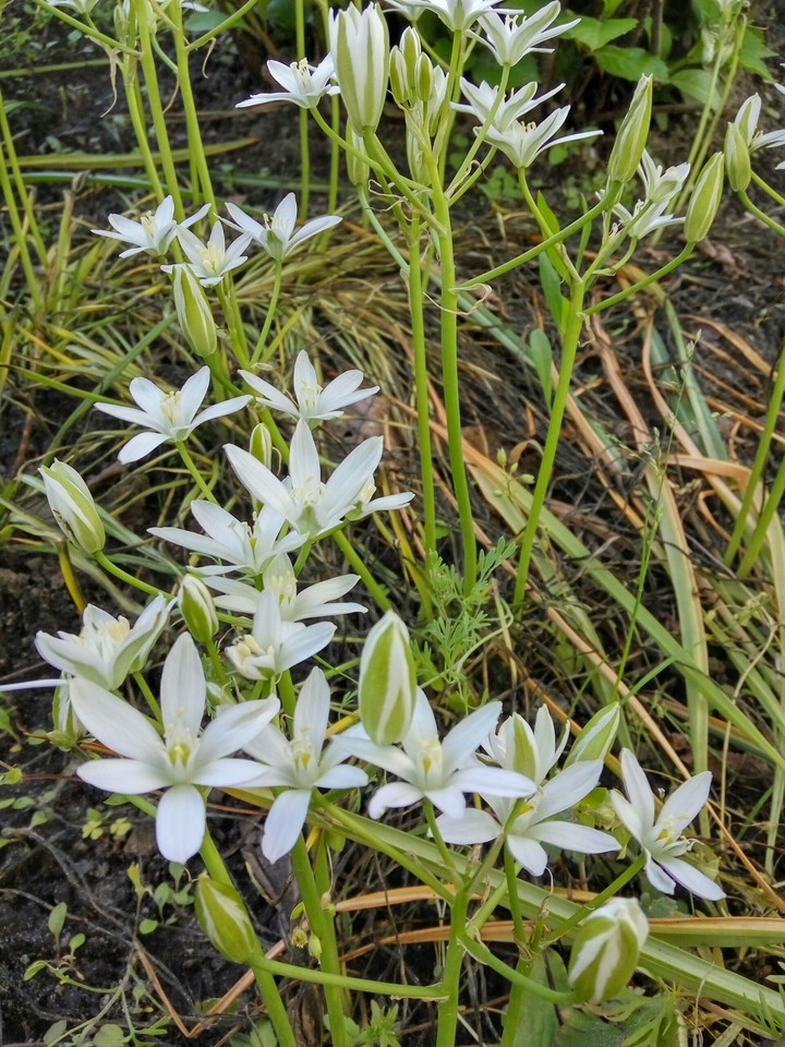 Flowers.