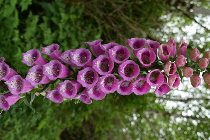 Beautiful Flowers