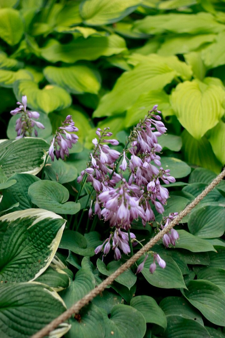 Hosta / Хоста