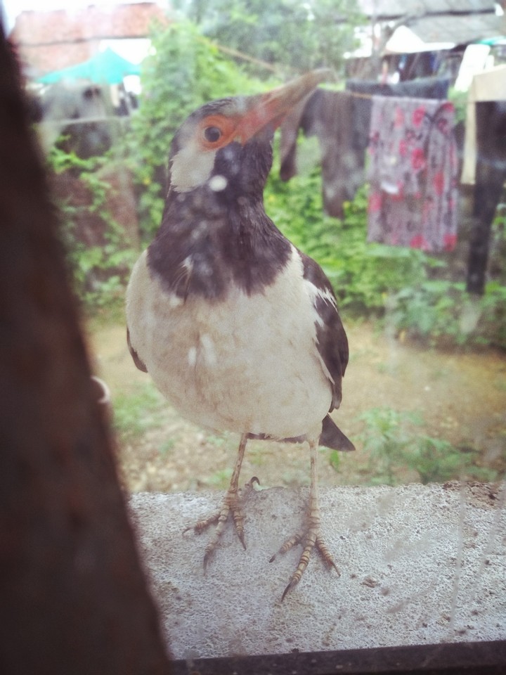 bird behind the glass