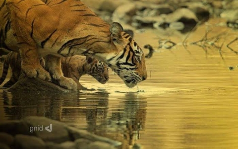Mom and Baby
